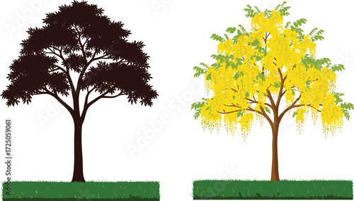 Vector illustration of golden shower tree with hanging yellow flowers and lush green leaves, tropical seasonal blooming ornamental garden tree