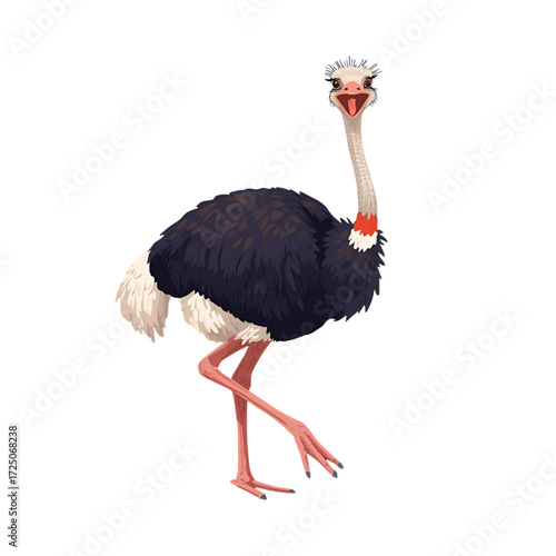 ostrich on the beach