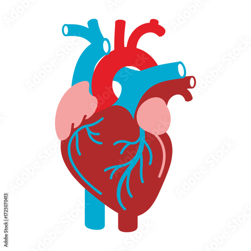 Human Heart Vector Illustration – Anatomical Medical Organ Design, human heart, anatomical heart