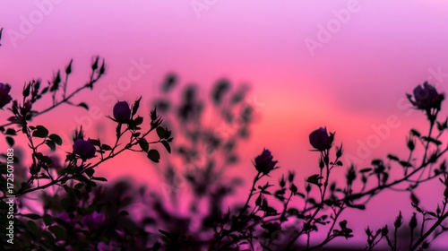 silhouette of a woman holding a flower