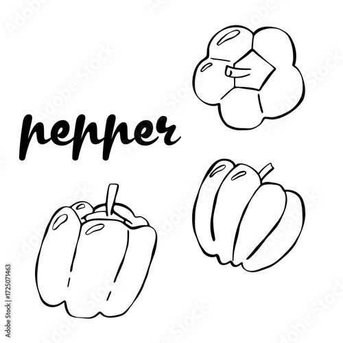 Set of fresh uncooked paprika pepper. Good for textile, surface design, wallpapers, kitchen vibes, vegetarian posters, menu and recipes