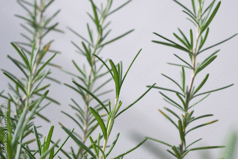 Fototapeta premium Rosemary plant herb in the garden