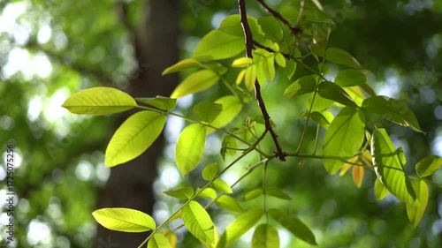  Backlit branch with leaves, the camera gently orbits over the branch and leaves with a discreet illumination of the afternoon sun behind the green leave