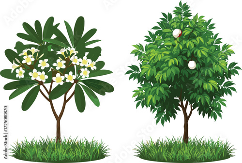 Vector illustration of tropical flowering frangipani tree with white blossoms and lush green fruit tree with ripe round fruits