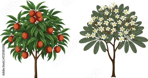 Vector illustration of tropical lychee fruit tree with ripe red fruits and frangipani tree full of white blooming flowers