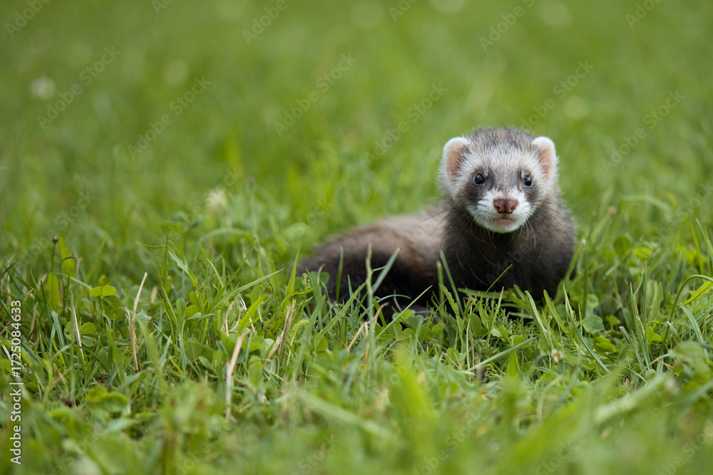 Fototapeta premium Standard color ferret enjoying walking and exploring meadow in camp