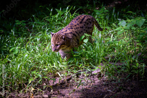 Canvas Print Fishing cat (Prionailurus viverrinus) on the prowl  in the grass.