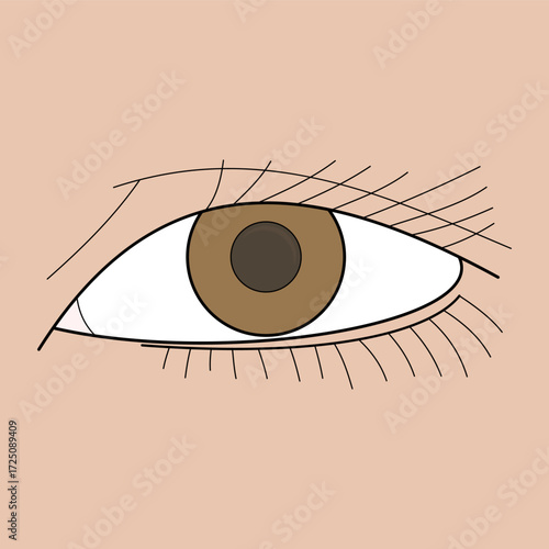 human eye. sense of sight. health theme. Vector illustration