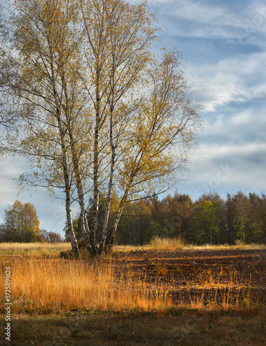 Abends in der Heide