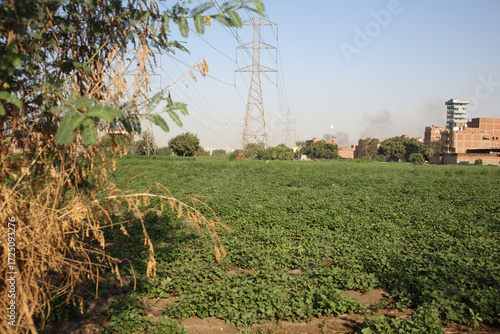 trees, grass, wind, houses, and power lines