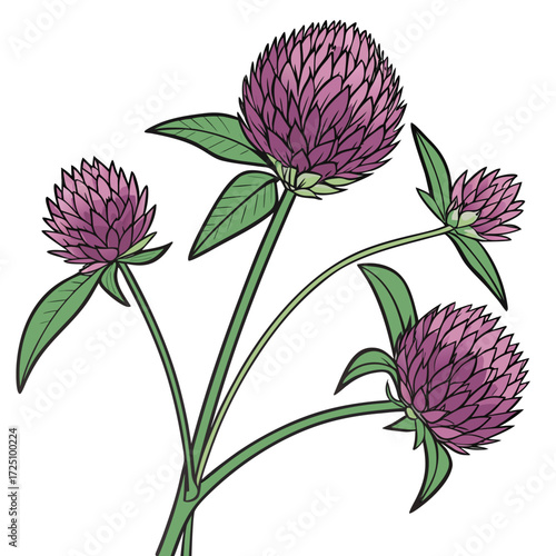 gomphrena globosa buddy purple vector