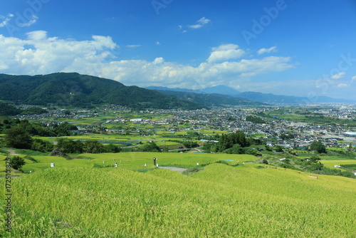 姨捨の棚田