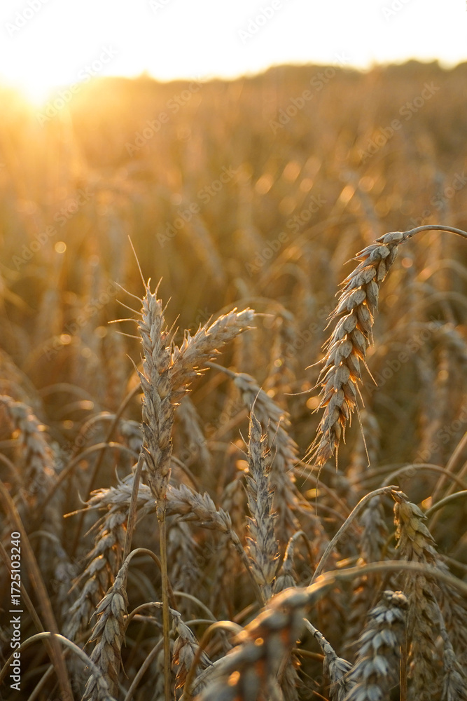 Fototapeta premium Wheat field glowing during golden hour sunset