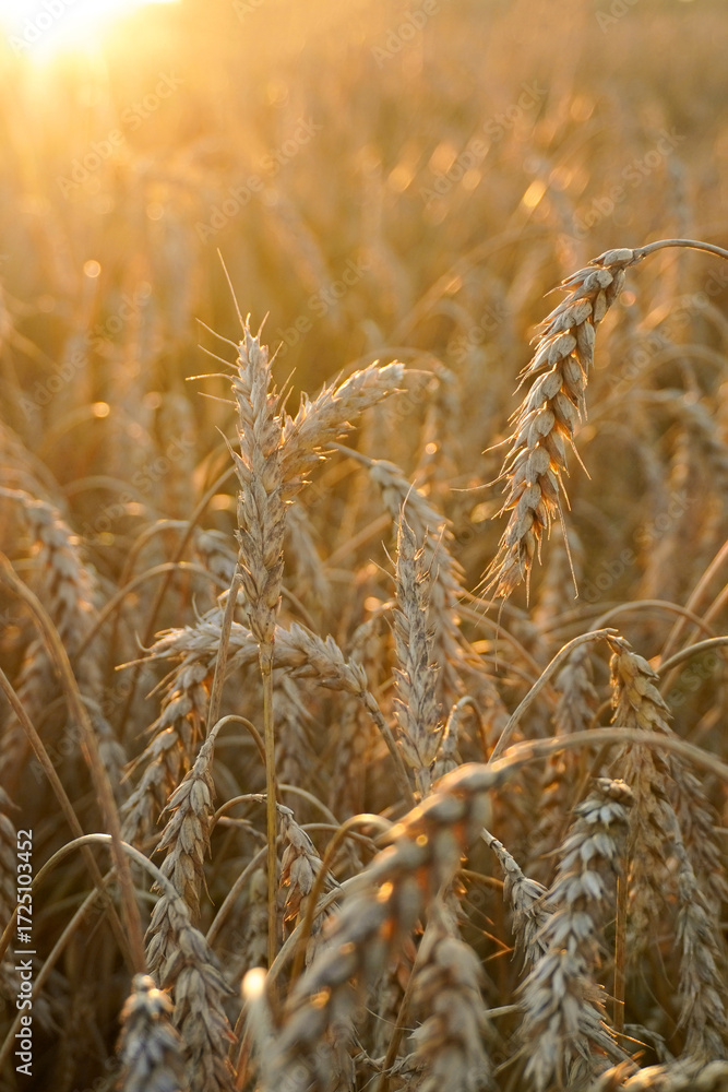 Fototapeta premium Wheat field glowing during golden hour sunset