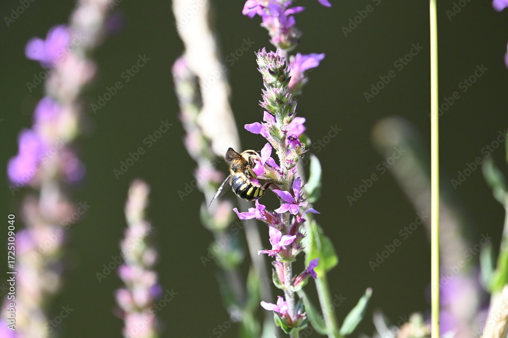 Obraz premium Abeille butine fleurs violettes