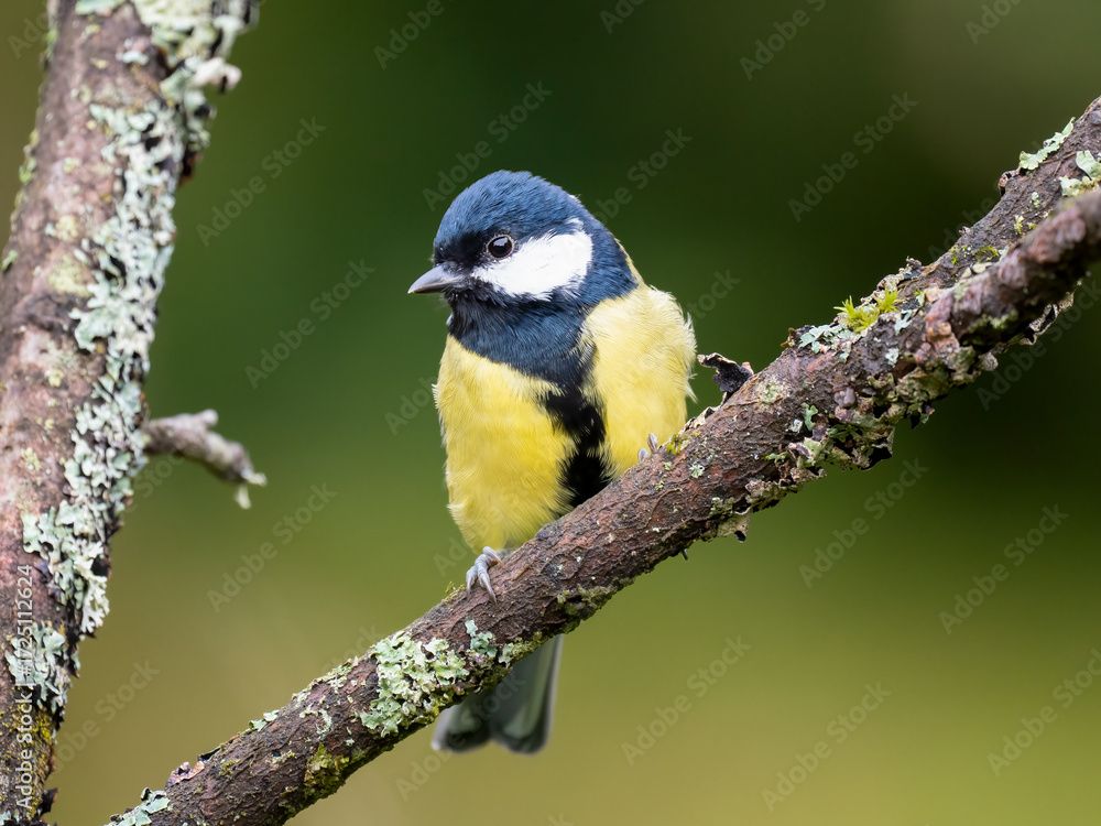 Obraz premium Kohlmeise (Parus major)