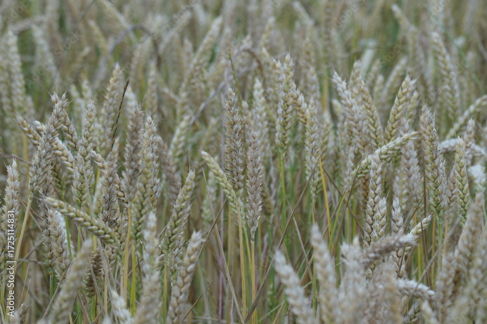 Fototapeta premium champs de blés campagne