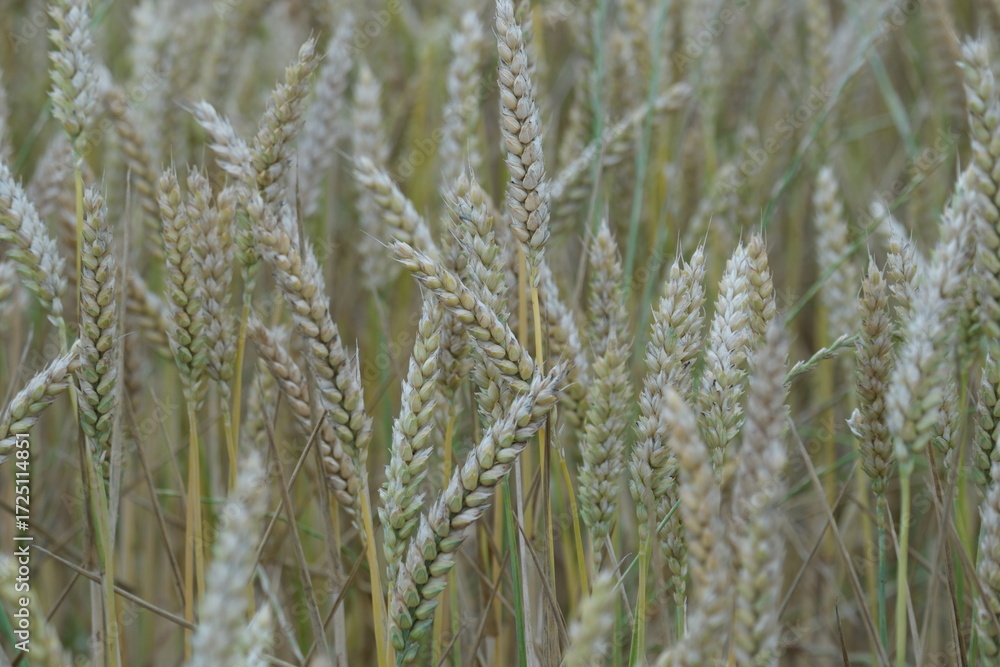 Fototapeta premium champs de blés campagne