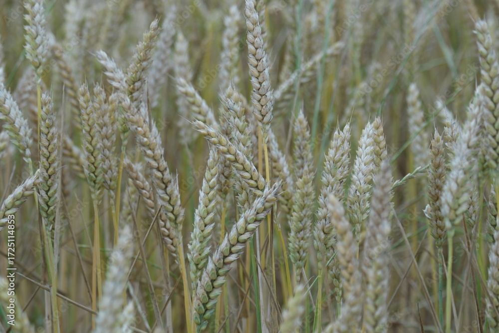 Fototapeta premium champs de blés campagne