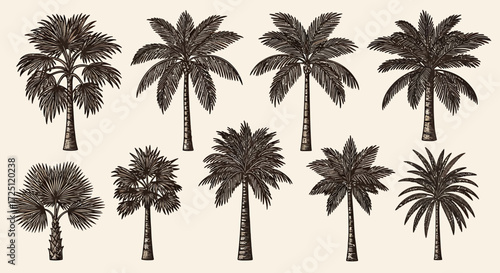 Exotic tropical palm trees in engraved style, a versatile vector illustration set for design