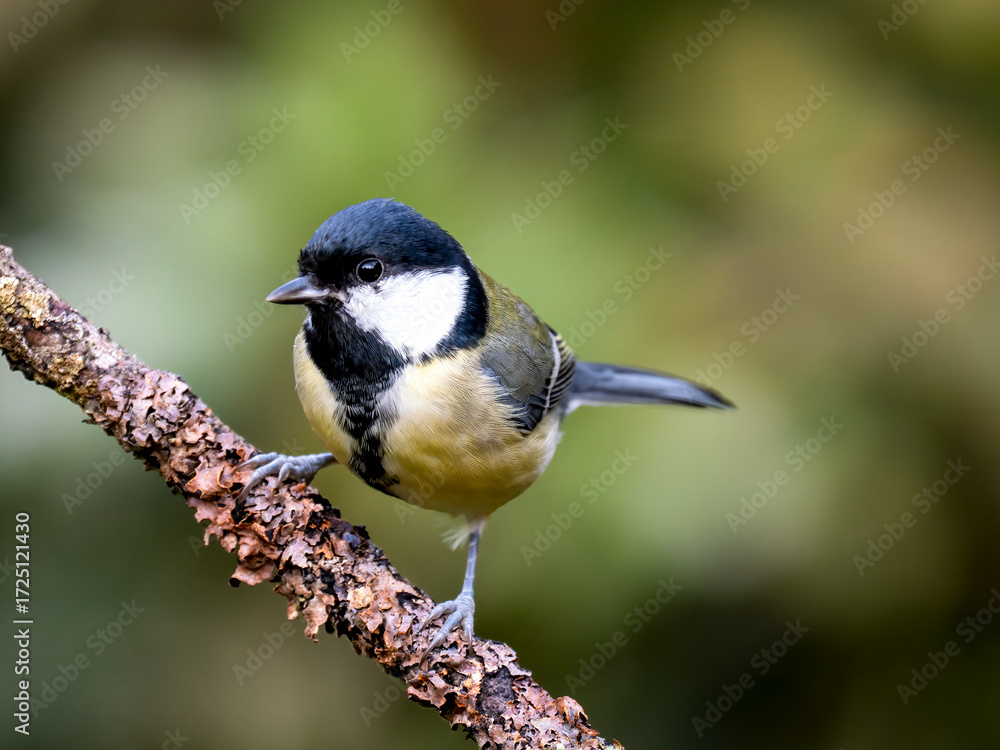 Obraz premium Kohlmeise (Parus major)