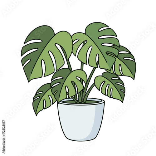 Lush green monstera plant with large, fenestrated leaves in simple pot