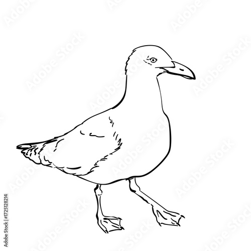 Minimalist black and white vector of a standing seagull, hand-sketched illustration