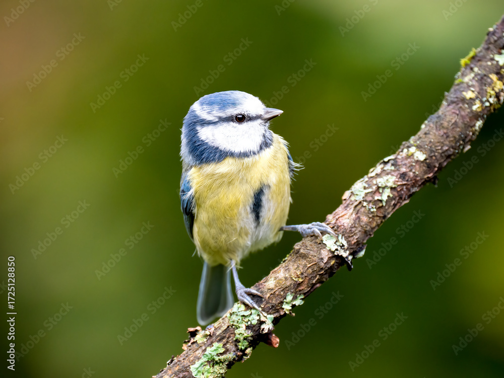 Obraz premium Blaumeise&nbsp;(Cyanistes caeruleu)