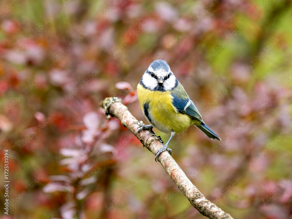 Obraz premium Blaumeise&nbsp;(Cyanistes caeruleu)