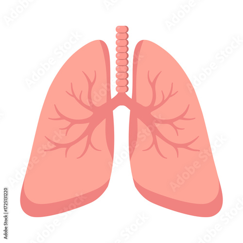 Illustration of Human Lungs and Trachea
