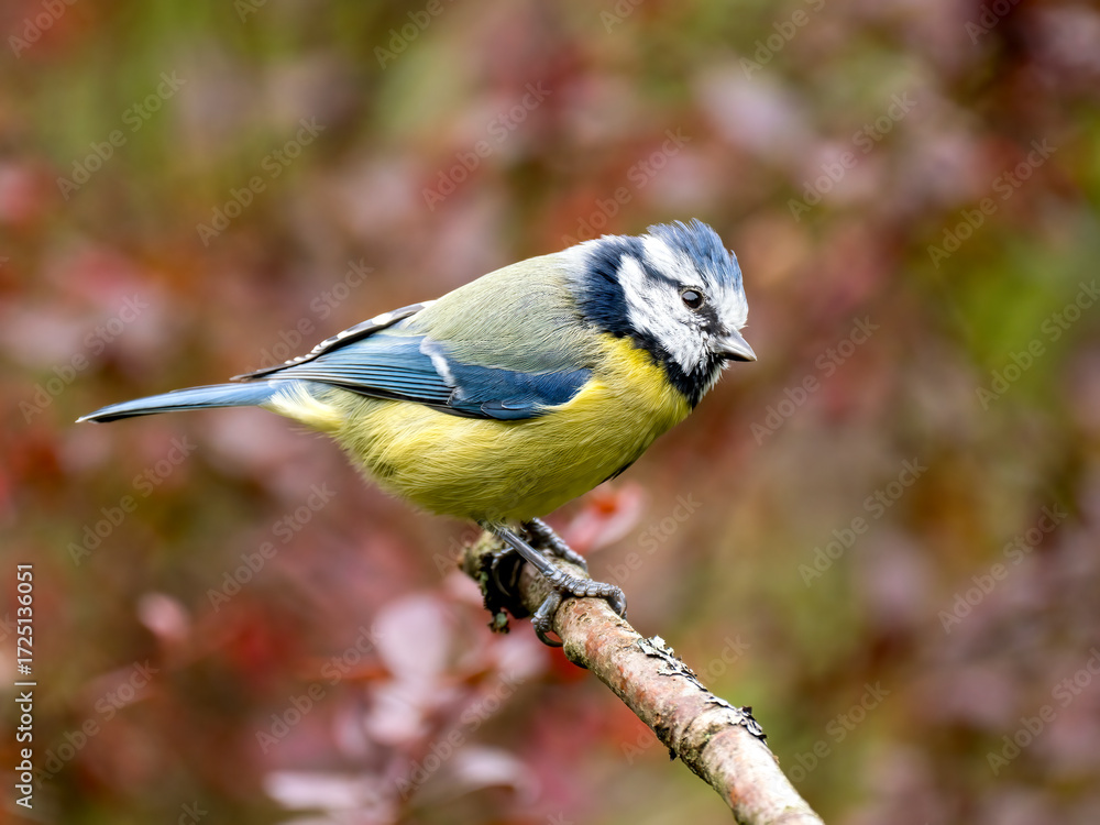 Obraz premium Blaumeise&nbsp;(Cyanistes caeruleu)