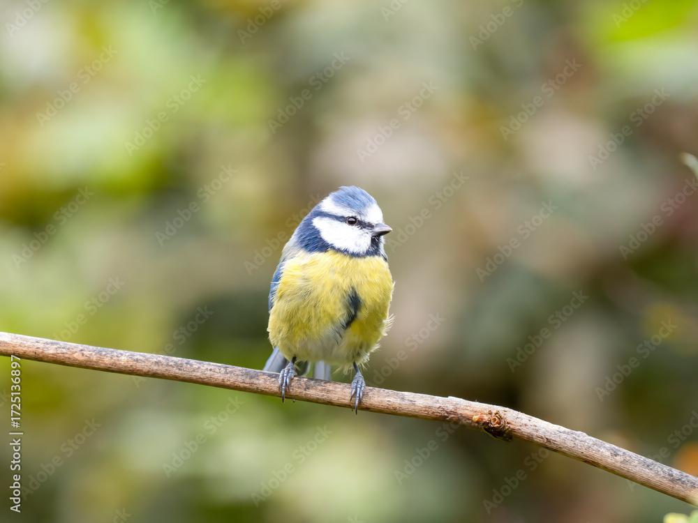 Fototapeta premium Blaumeise&nbsp;(Cyanistes caeruleu)