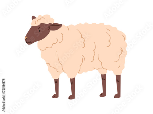 Sheep, domestic country farm animal. Fluffy furry fuzzy ewe standing. Countryside rural fauna, livestock, woolly soft hairy mammal. Flat vector illustration isolated on white background.