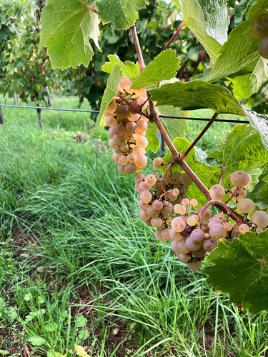 Golden Grapes Across Alsace Vineyards