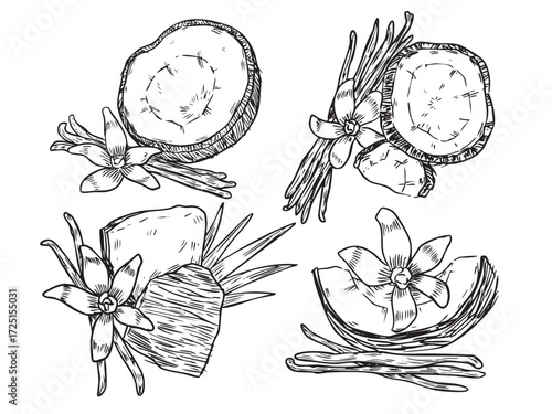 Set of hand drawn aromatic coconut and vanilla outline drawing illustration