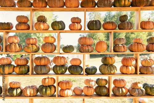 Wallpaper Mural Pile of pumpkins at the autumn farmers harvest market. Row of many ripe orange pumpkins on wooden shelf. Country rustic squash autumn background. Fall decor for Halloween, Thanksgiving	
 Torontodigital.ca