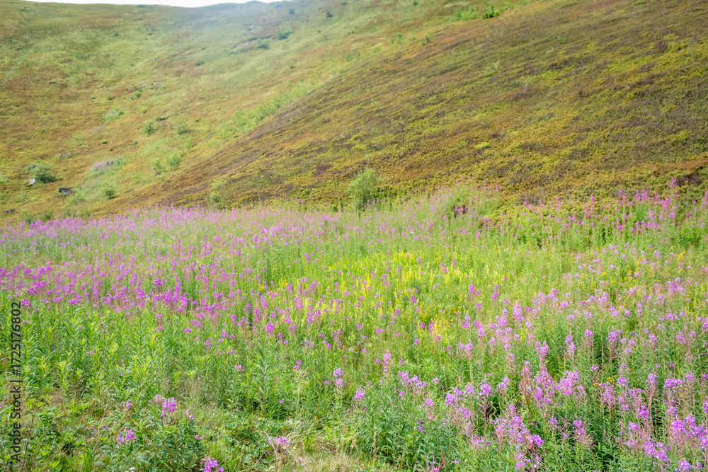 Obraz premium Summer Meadow of Fireweed Flowers in Borzhava Valley, Carpathians
