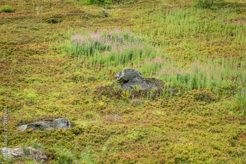 Obraz premium Mountain Slope with Wild Blueberry Bushes in Borzhava Valley, Carpathians