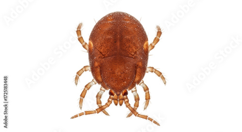 Konstfotografi Isolated clover mite, plant pest affecting lawns and gardens, an arachnid nuisan