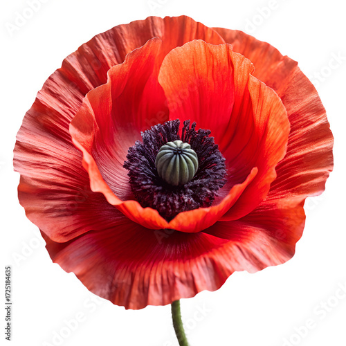 Vibrant Red Poppy Flower Blossom Close Up on Transparent Background