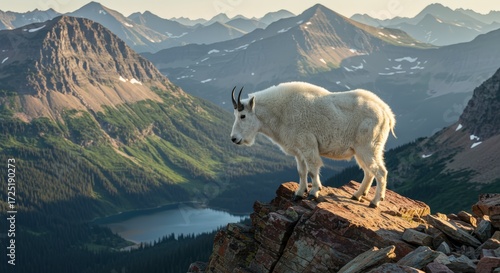 Mountain goat on rocky summit