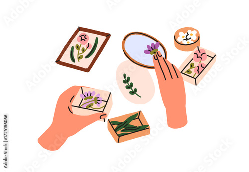 Flower drying for herbarium, nature craft. Hands collecting dried floral plants, leaves into boxes. Creative botanical art, decoration. Flat vector illustration isolated on white background.