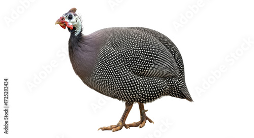 Isolated Helmeted Guineafowl with a large body covered in white spots on a dark grey plumage