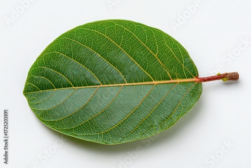 Close Up Oval Green Leaf With Yellow Speckles On White Background