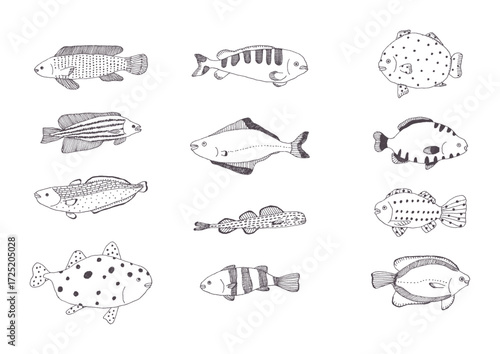 魚の手描きイラストセット
