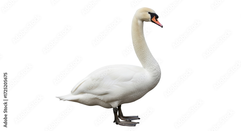 Obraz premium Isolated Mute Swan standing gracefully with long neck, side view, on a clean backdrop