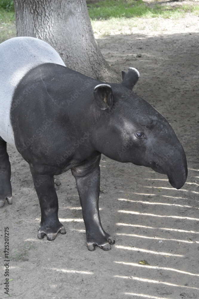 Fototapeta premium rhino in the zoo