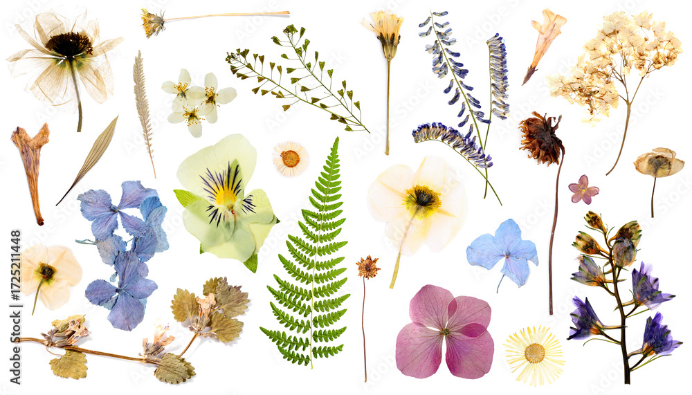 Naklejka premium Dried flowers and leaves on white background, set