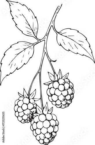 Blackberries botanical etching linocut black and white illustration with fruit cluster and leaves