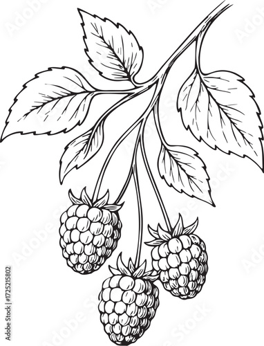 Raspberry plant botanical etching linocut black and white illustration with ripe berries and leaves